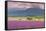 Lavender fields, Furano, Hokkaido, Japan-Christian Kober-Framed Stretched Canvas