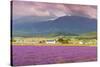 Lavender fields, Furano, Hokkaido, Japan-Christian Kober-Stretched Canvas