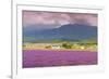 Lavender fields, Furano, Hokkaido, Japan-Christian Kober-Framed Photographic Print