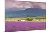 Lavender fields, Furano, Hokkaido, Japan-Christian Kober-Mounted Photographic Print