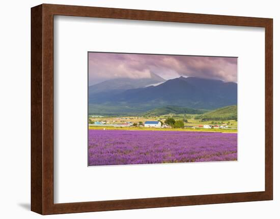 Lavender fields, Furano, Hokkaido, Japan-Christian Kober-Framed Photographic Print