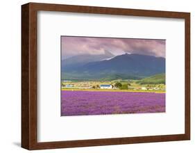 Lavender fields, Furano, Hokkaido, Japan-Christian Kober-Framed Photographic Print