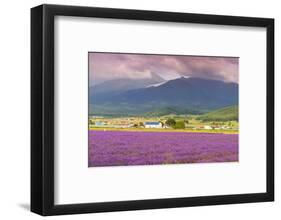 Lavender fields, Furano, Hokkaido, Japan-Christian Kober-Framed Photographic Print