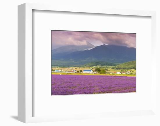 Lavender fields, Furano, Hokkaido, Japan-Christian Kober-Framed Photographic Print