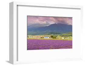 Lavender fields, Furano, Hokkaido, Japan-Christian Kober-Framed Photographic Print