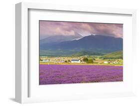 Lavender fields, Furano, Hokkaido, Japan-Christian Kober-Framed Photographic Print