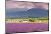 Lavender fields, Furano, Hokkaido, Japan-Christian Kober-Mounted Photographic Print