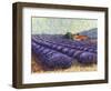 Lavender Fields II-Lorraine Westwood-Framed Art Print