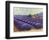 Lavender Fields II-Lorraine Westwood-Framed Art Print