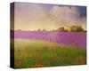 Lavender Fields II-Chris Vest-Stretched Canvas