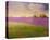 Lavender Fields II-Chris Vest-Stretched Canvas