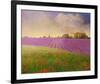 Lavender Fields II-Chris Vest-Framed Art Print