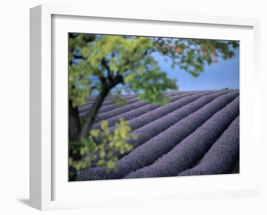 Lavender Fields in France-Owen Franken-Framed Premium Photographic Print