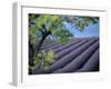 Lavender Fields in France-Owen Franken-Framed Premium Photographic Print