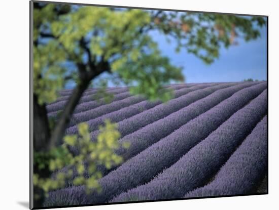 Lavender Fields in France-Owen Franken-Mounted Premium Photographic Print