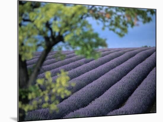 Lavender Fields in France-Owen Franken-Mounted Photographic Print