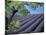 Lavender Fields in France-Owen Franken-Mounted Photographic Print