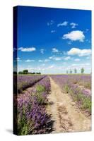 Lavender Fields in Holland-Ivonnewierink-Stretched Canvas