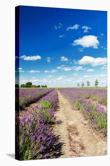 Lavender Fields in Holland-Ivonnewierink-Stretched Canvas