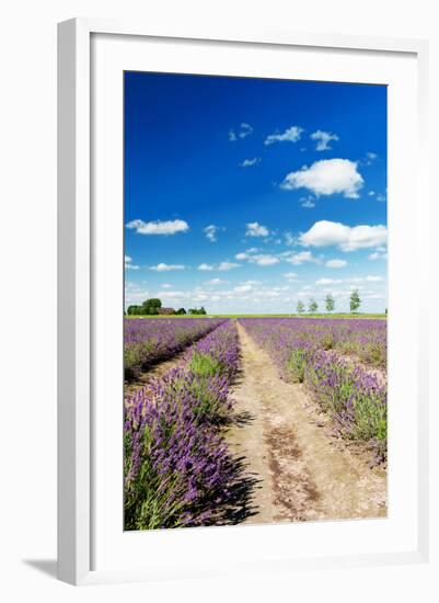 Lavender Fields in Holland-Ivonnewierink-Framed Photographic Print