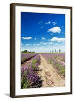 Lavender Fields in Holland-Ivonnewierink-Framed Photographic Print