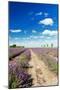 Lavender Fields in Holland-Ivonnewierink-Mounted Photographic Print