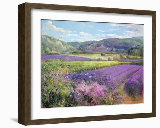 Lavender Fields in Old Provence-Timothy Easton-Framed Giclee Print