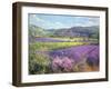 Lavender Fields in Old Provence-Timothy Easton-Framed Giclee Print