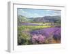 Lavender Fields in Old Provence-Timothy Easton-Framed Giclee Print