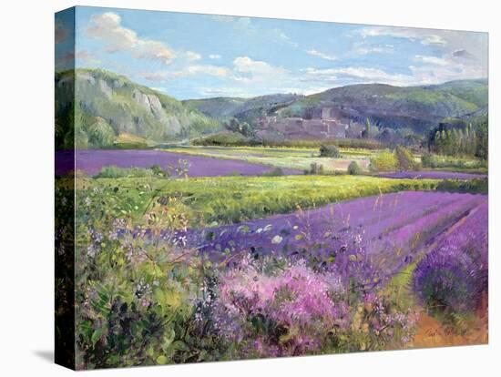 Lavender Fields in Old Provence-Timothy Easton-Stretched Canvas