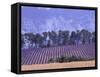 Lavender Fields in Provence-Martina Meuth-Framed Stretched Canvas