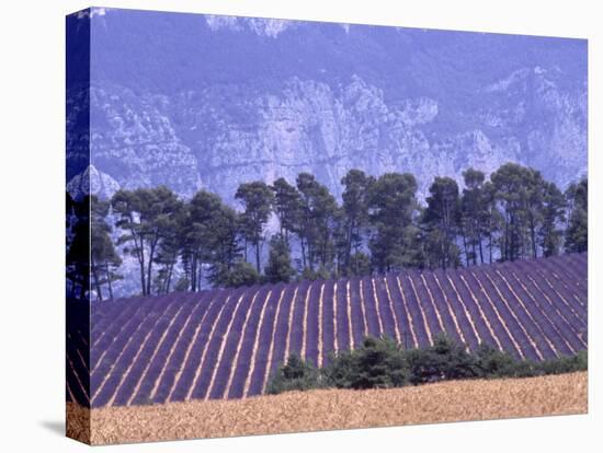 Lavender Fields in Provence-Martina Meuth-Stretched Canvas