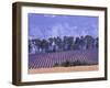 Lavender Fields in Provence-Martina Meuth-Framed Photographic Print