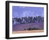 Lavender Fields in Provence-Martina Meuth-Framed Photographic Print