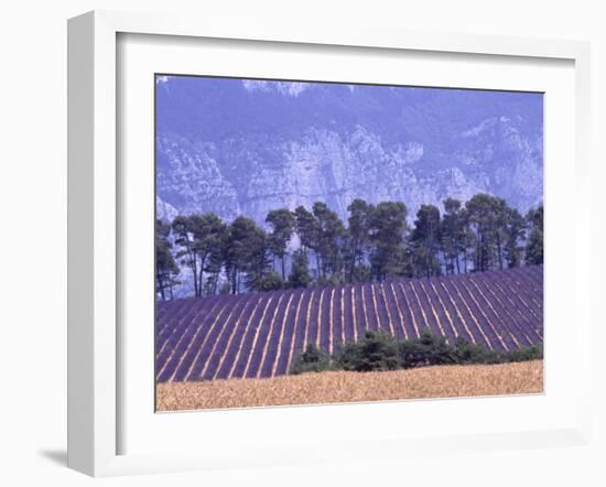 Lavender Fields in Provence-Martina Meuth-Framed Photographic Print