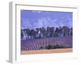 Lavender Fields in Provence-Martina Meuth-Framed Photographic Print