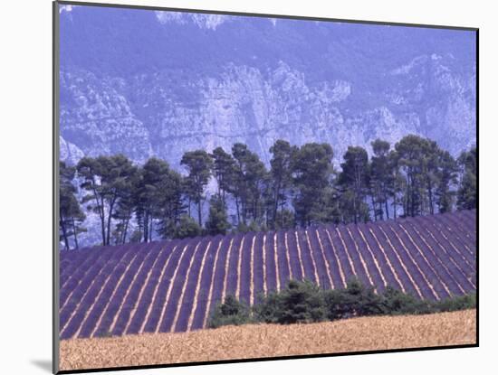 Lavender Fields in Provence-Martina Meuth-Mounted Photographic Print