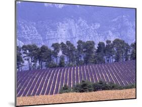 Lavender Fields in Provence-Martina Meuth-Mounted Photographic Print