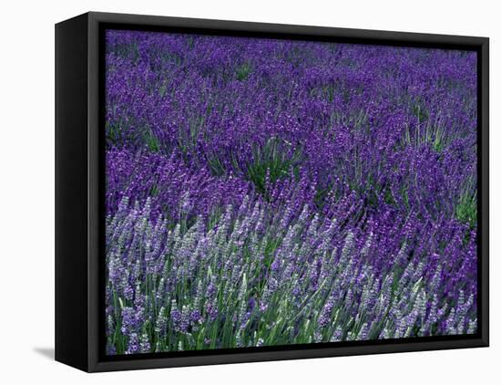 Lavender Fields in Sequim, Olympic Peninsula, Washington, USA-Jamie & Judy Wild-Framed Stretched Canvas