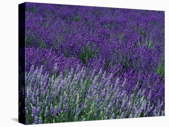 Lavender Fields in Sequim, Olympic Peninsula, Washington, USA-Jamie & Judy Wild-Stretched Canvas