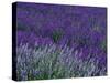 Lavender Fields in Sequim, Olympic Peninsula, Washington, USA-Jamie & Judy Wild-Stretched Canvas