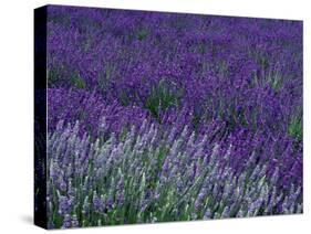 Lavender Fields in Sequim, Olympic Peninsula, Washington, USA-Jamie & Judy Wild-Stretched Canvas