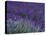 Lavender Fields in Sequim, Olympic Peninsula, Washington, USA-Jamie & Judy Wild-Stretched Canvas