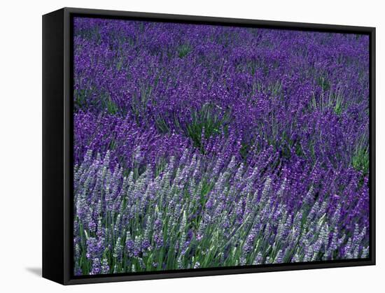 Lavender Fields in Sequim, Olympic Peninsula, Washington, USA-Jamie & Judy Wild-Framed Stretched Canvas