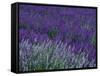 Lavender Fields in Sequim, Olympic Peninsula, Washington, USA-Jamie & Judy Wild-Framed Stretched Canvas