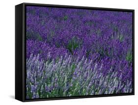 Lavender Fields in Sequim, Olympic Peninsula, Washington, USA-Jamie & Judy Wild-Framed Stretched Canvas