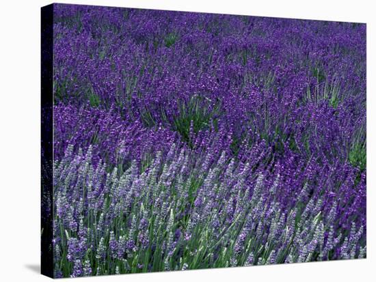 Lavender Fields in Sequim, Olympic Peninsula, Washington, USA-Jamie & Judy Wild-Stretched Canvas