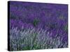 Lavender Fields in Sequim, Olympic Peninsula, Washington, USA-Jamie & Judy Wild-Stretched Canvas