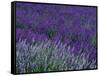 Lavender Fields in Sequim, Olympic Peninsula, Washington, USA-Jamie & Judy Wild-Framed Stretched Canvas