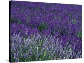 Lavender Fields in Sequim, Olympic Peninsula, Washington, USA-Jamie & Judy Wild-Stretched Canvas